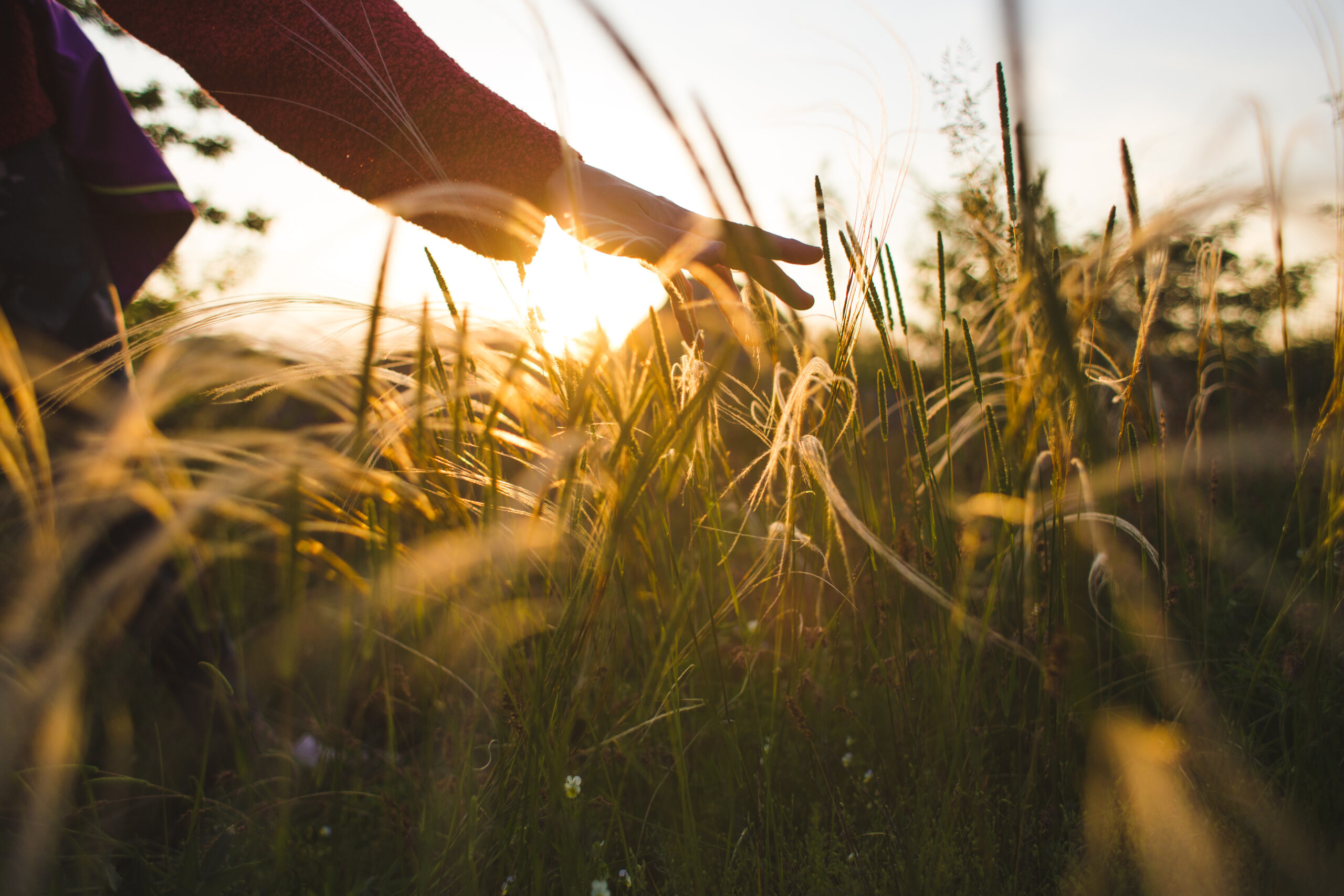 the girl runs her hand over the tall grass and touches it while walking through the fields in the sunset light.