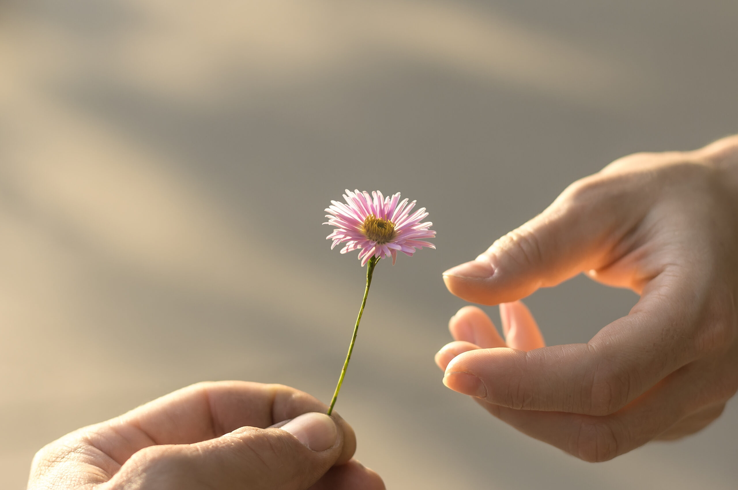 Hand gives a flower